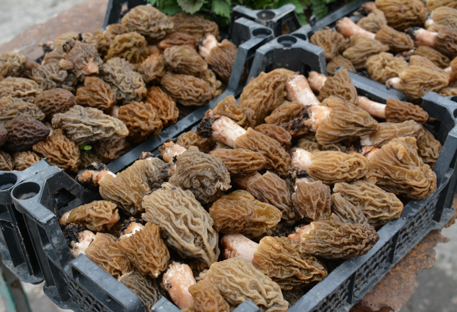 "كرشة الخروف" تباع بسعر أغلى من كيلو من لحمه  انطلاق موسم قطف فطر الغوشنة الحلوة في أذربيجان