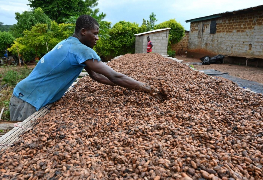 Kakaonun qiyməti tarixi maksimuma çatıb