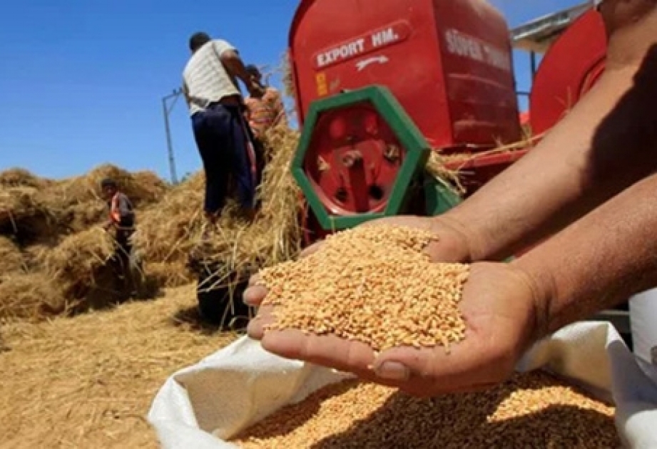 Из-за засухи Марокко придется импортировать значительные объемы зерна