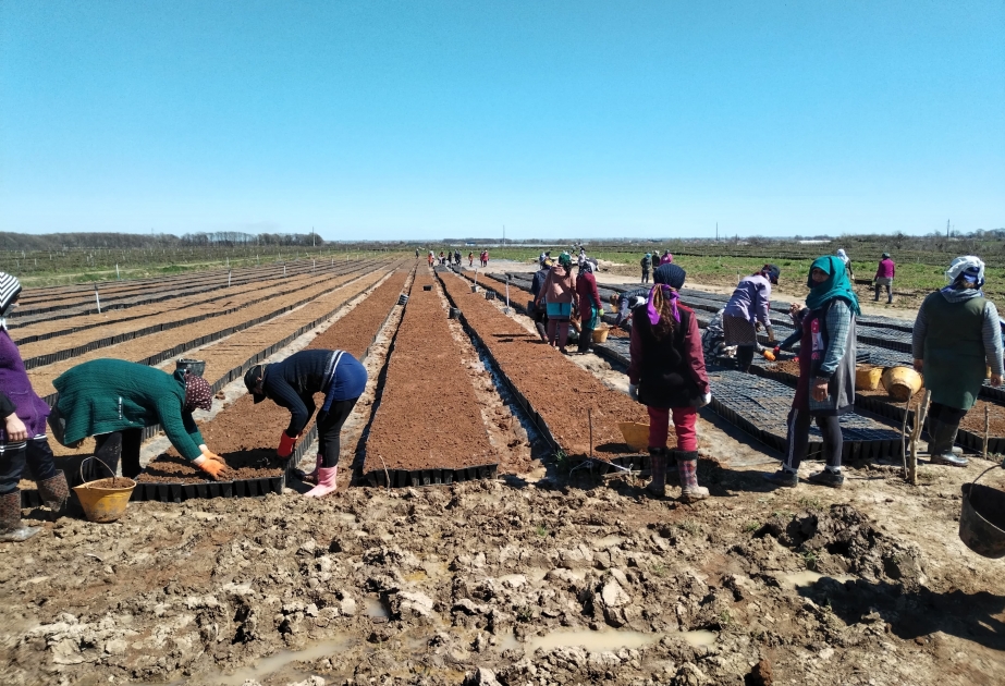 Lənkəranın çay sahələri 600 hektardan çox olacaq – REPORTAJ FOTO