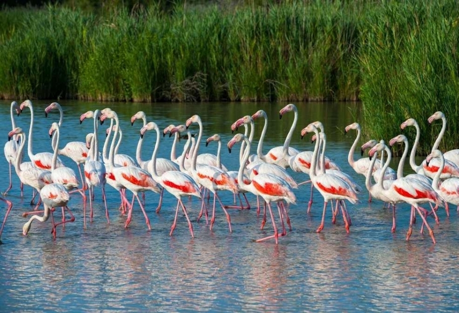 Aprıl 1 marking International Bird Day