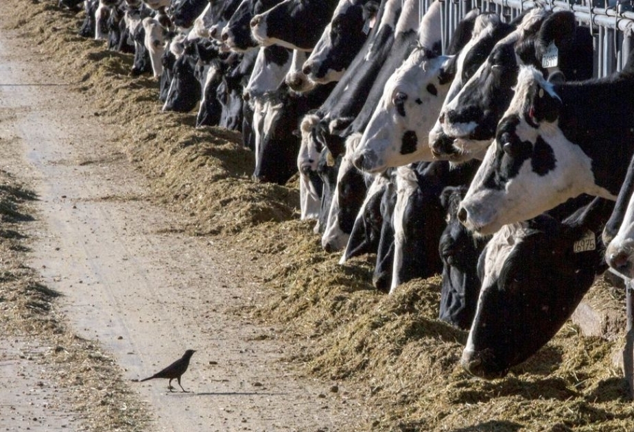 US-Bundesstaat Texas: Mann steckt sich bei Milchkühen mit Vogelgrippe an