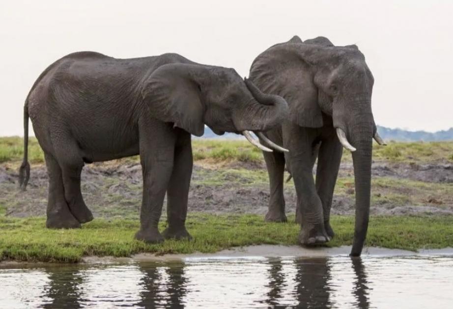 Botswana threatens to send 20,000 elephants to Germany in trophy hunting row