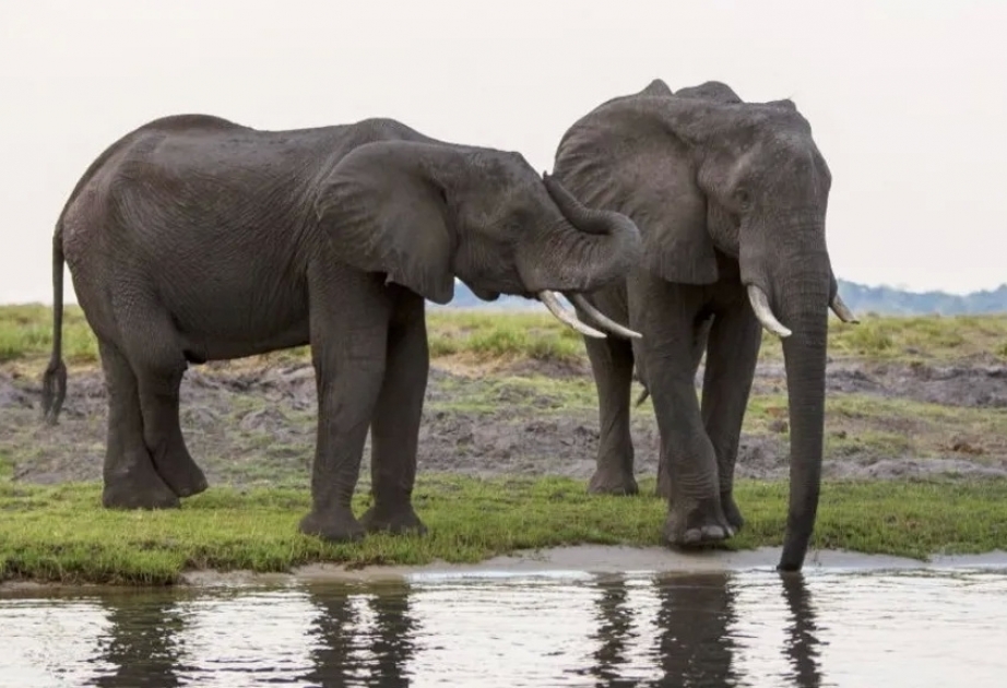 Le président du Botswana menace l'Allemagne de lui envoyer jusqu'à 20 mille éléphants