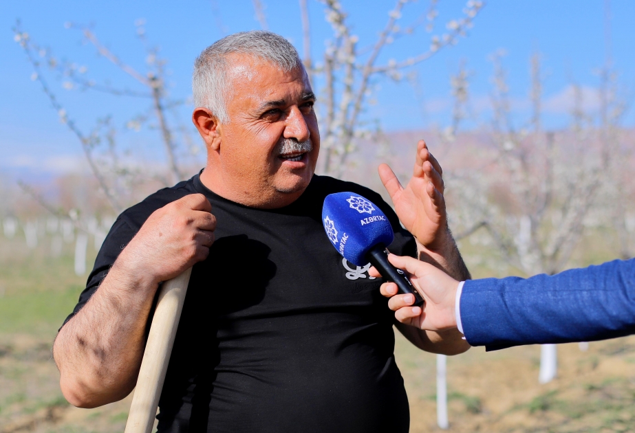 Naxçıvanda ilk dəfə göycə istixanası yaradılacaq