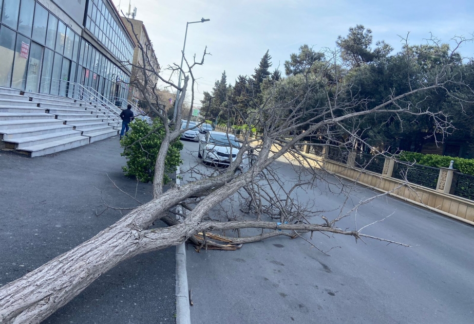 Bakıda güclü külək nəticəsində 30-dan çox ağacın budaqları qırılıb