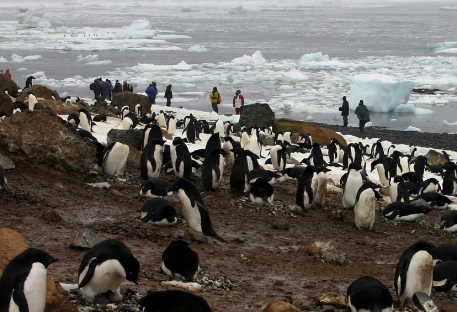 Scientists investigate thousands of dead Antarctic penguins for bird flu