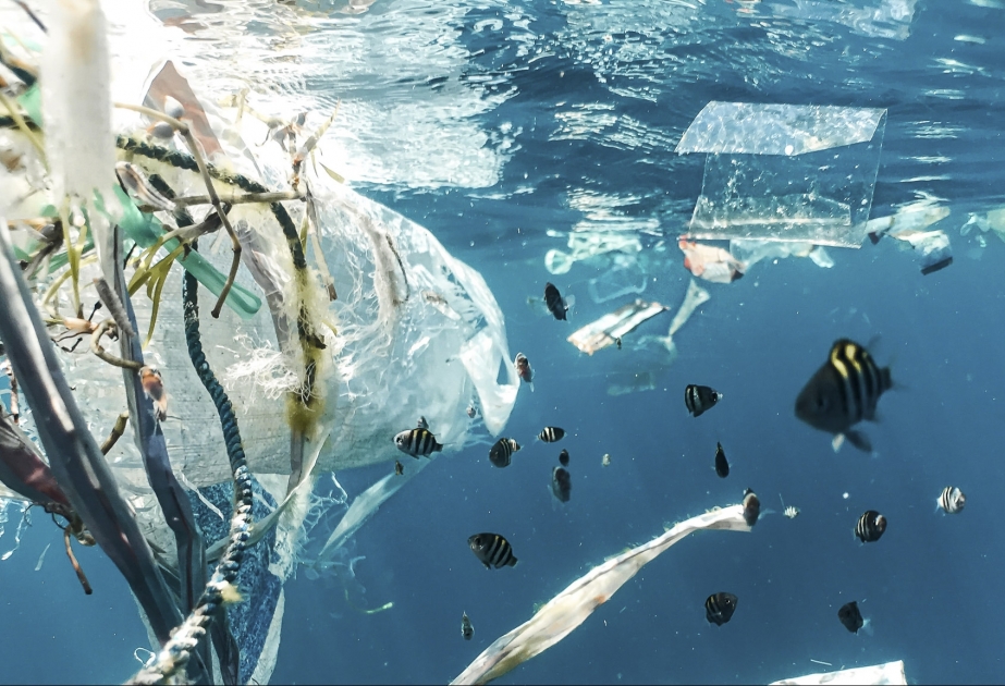 Bis zu elf Millionen Tonnen Plastikmüll liegen auf dem Meeresgrund