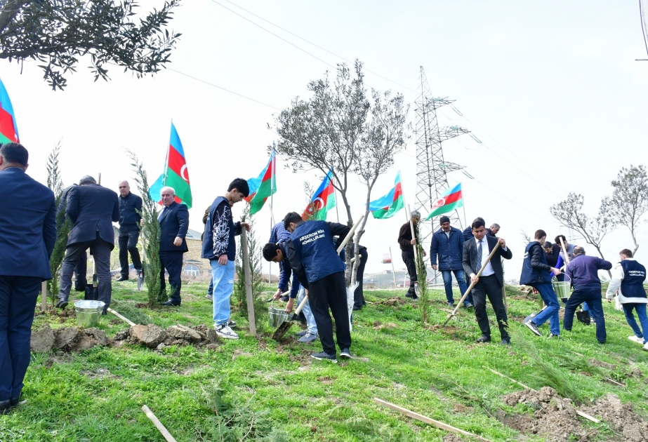 Abşeronda ağacəkmə və təmizlik aksiyası keçirilib