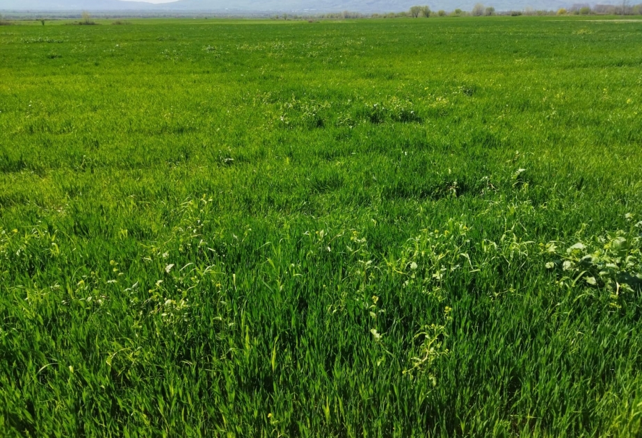 Havaların yağmurlu keçməsi məhsuldarlığın yüksək olmasına zəmin yaradır – mütəxəssis açıqlaması