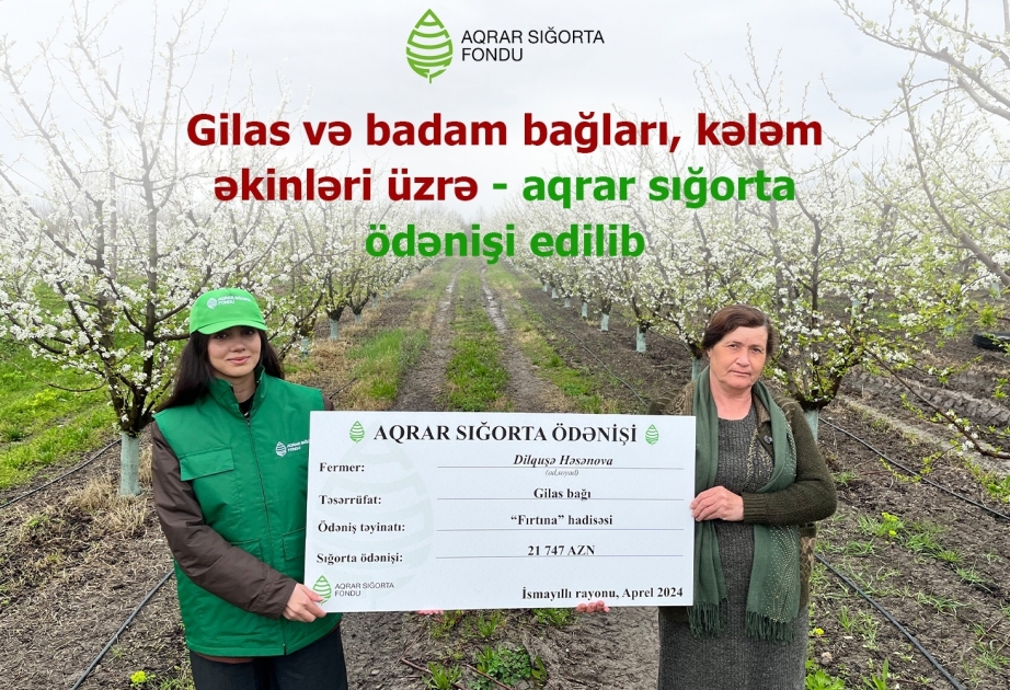 Gilas və badam bağları, kələm əkinləri üzrə fermerlərə aqrar sığorta ödənişi edilib