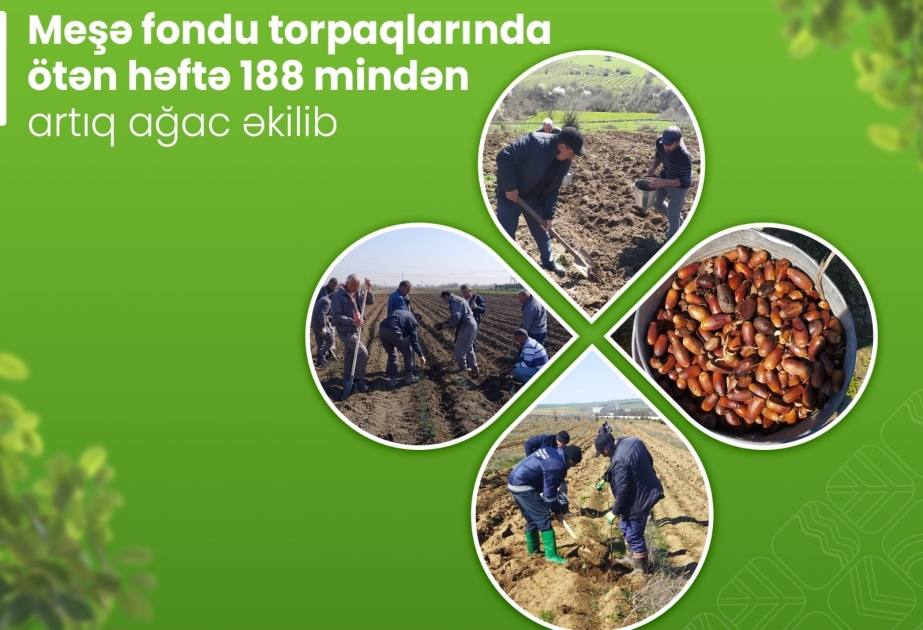 Ötən həftə 188 mindən artıq ağac əkilib