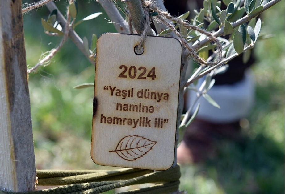Sumqayıtda “Yaşıl dünya naminə həmrəylik ili” çərçivəsində 10 min zeytun ağacı əkilib