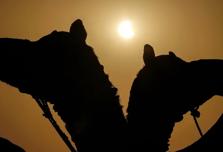 Why some animals get agitated during a solar eclipse