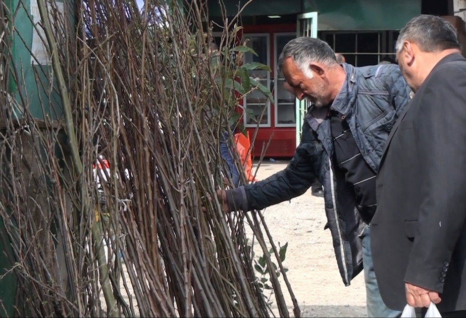 Yerli tinglərə maraq niyə azalıb? Tovuz bazarından reportaj VİDEO