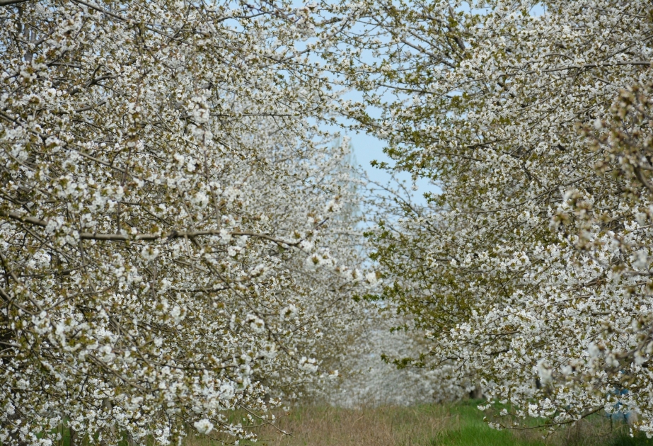 La floraison des arbres fruitiers  PHOTOREPORTAGE