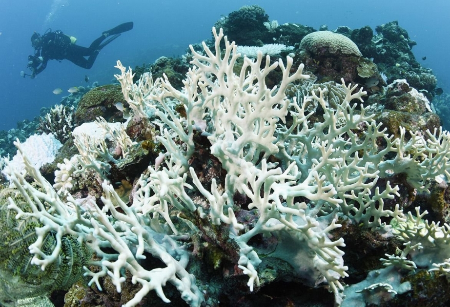 Coral Reef Watch: Коралловые рифы страдают от четвертого глобального обесцвечивания