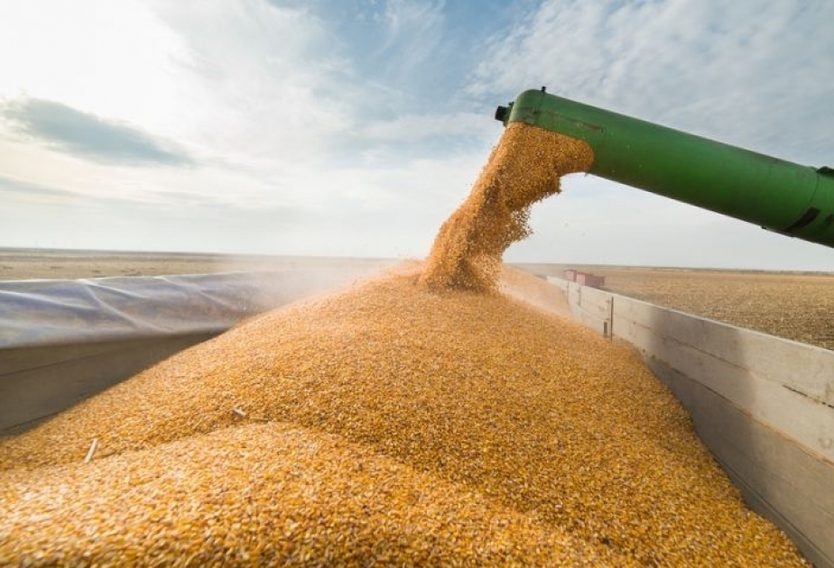 انخفاض إنتاج القمح في جورجيا