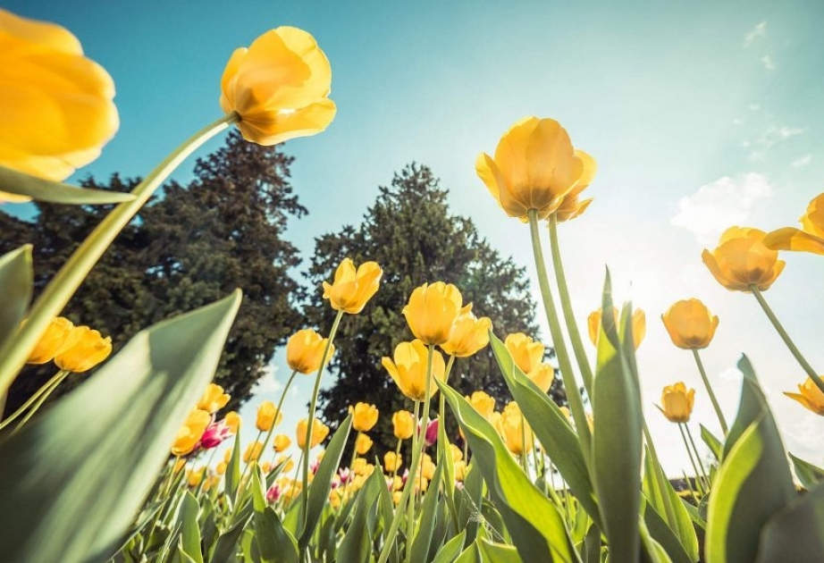 Ölkə ərazisində havanın temperaturu 30 dərəcəyə yüksələcək