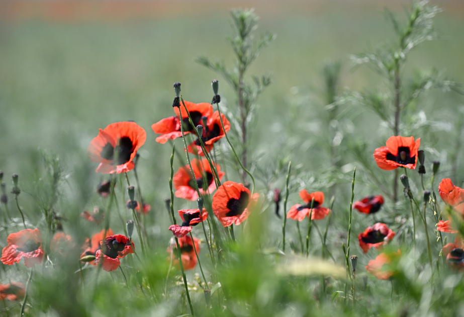 Les coquelicots du Parc national Aghgöl