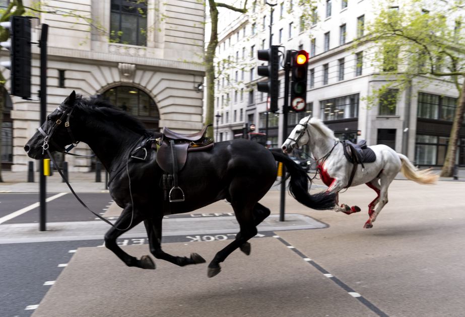 Londonda süvari birliyindən qaçan atlar dörd nəfəri yaralayıb