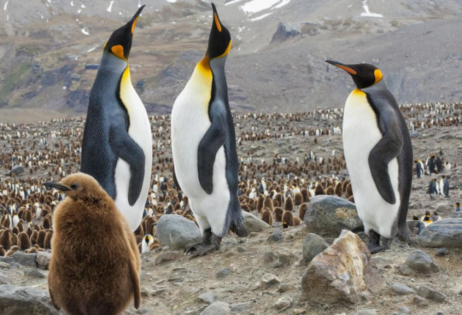 İqlim dəyişmələri: İmperator pinqvinləri populyasiyasının 99 faiz azalacağı proqnozlaşdırılır