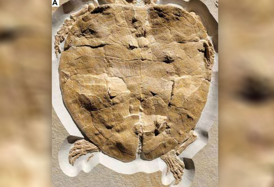 Ancient Giant Tortoise Fossils Found In Colombian Andes
