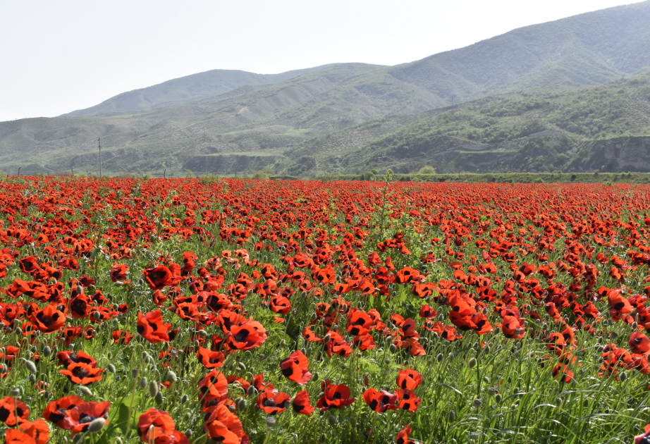 Xocalı al lalələrlə bəzənib  FOTO VİDEO