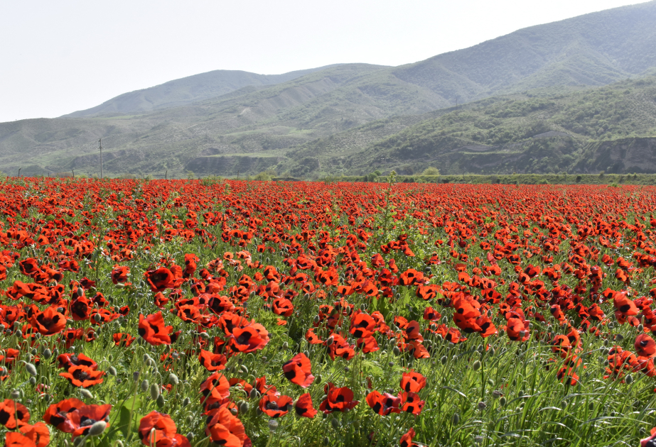La région de Khodjaly couverte de coquelicots VIDEO