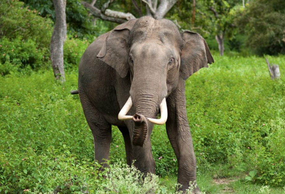 Hindistanın Assam əyalətində vəhşi fil 4 nəfəri tapdalayaraq öldürüb