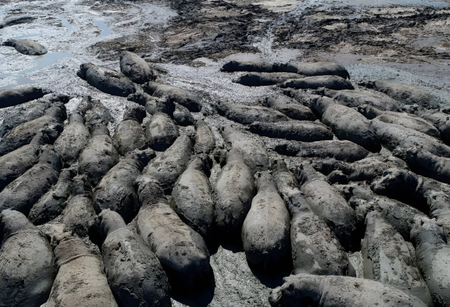 В Ботсване гибнут застрявшие в пересыхающих водоемах бегемоты