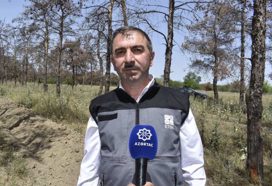 ETSN rəsmisi: Şam ağaclarının qurumasının əsas səbəbi zərərvericilərdir