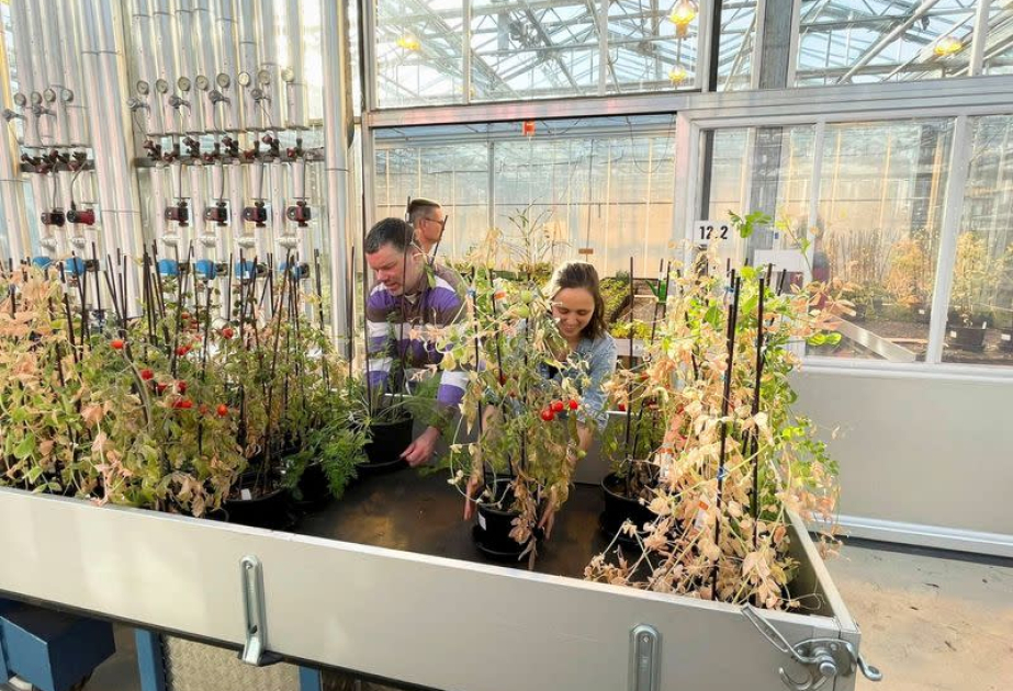 Scientists explore how to improve crop yields - on Mars