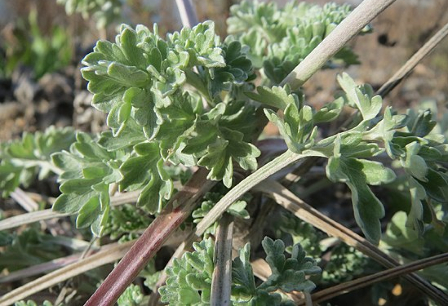 Botanik alimlər Azərbaycanda yayılmış “Artemisia” cinsi növlərini tədqiq ediblər