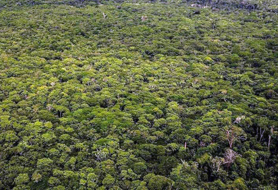 Le Japon et le Brésil conviennent de protéger la forêt amazonienne
