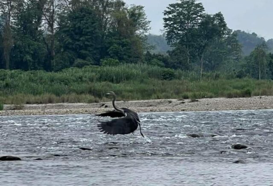Critically endangered bird spotted in northern Myanmar