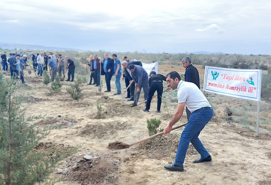 Hacıqabulda ağacəkmə aksiyası zamanı 200 ting əkilib