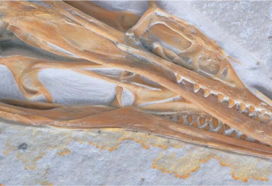Çikaqodakı muzeydə ən qədim quşun fosili nümayiş etdirilir