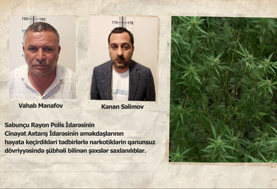 Sabunçu rayonunda aşkarlanan narkoplantasiyada 1500 ədəd çətənə kolu götürülüb VİDEO