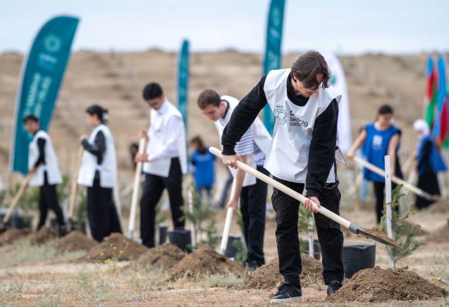 Una acción de plantación de árboles a gran escala y un flash mob se celebraron en Azerbaiyán para promover la COP29