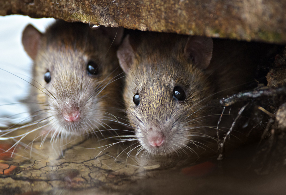 İspaniyada siçovul hepatitinə onlarla yoluxma halı qeydə alınıb