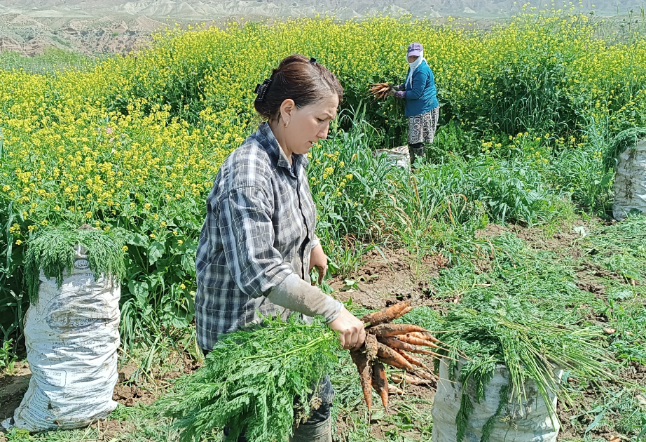 Tovuzda yerkökünün kütləvi yığımı davam edir -  FOTO VİDEO