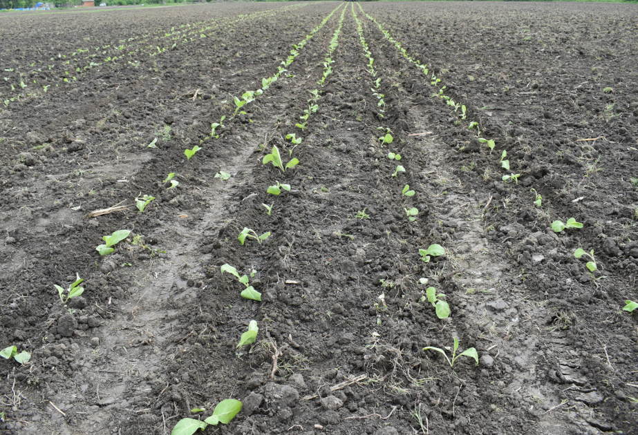 “Zaqatala AGRO İndustry” tərəfindən şimal-qərb rayonlarında 418,7 hektar sahədə tütün əkilib