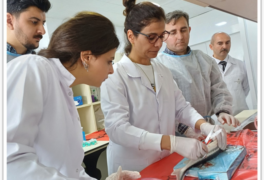 BDU-nun tərəfdaşlığı ilə nərəkimilərin endemik növlərinin genom analizi aparılıb