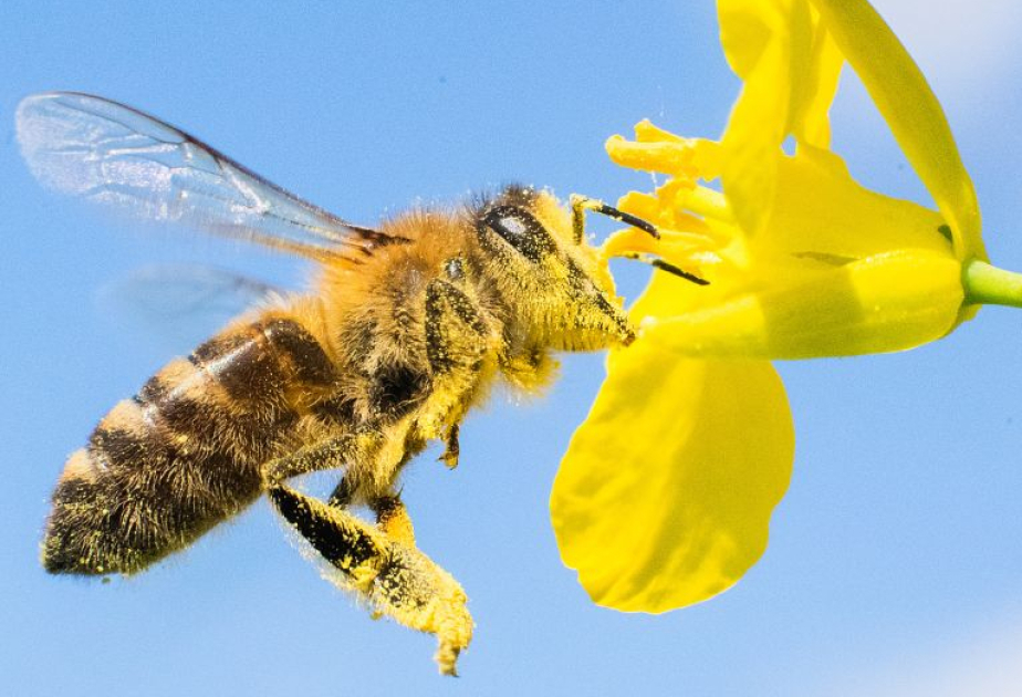 Nous dépendons tous de la survie des abeilles