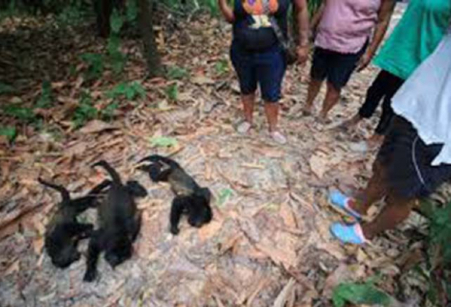 Monkeys are dropping dead from trees in Mexico as a brutal heat wave is linked to "mass deaths"
