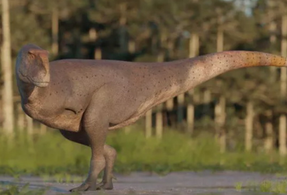Argentinada ətyeyən dinozavrın yeni növü aşkar edilib