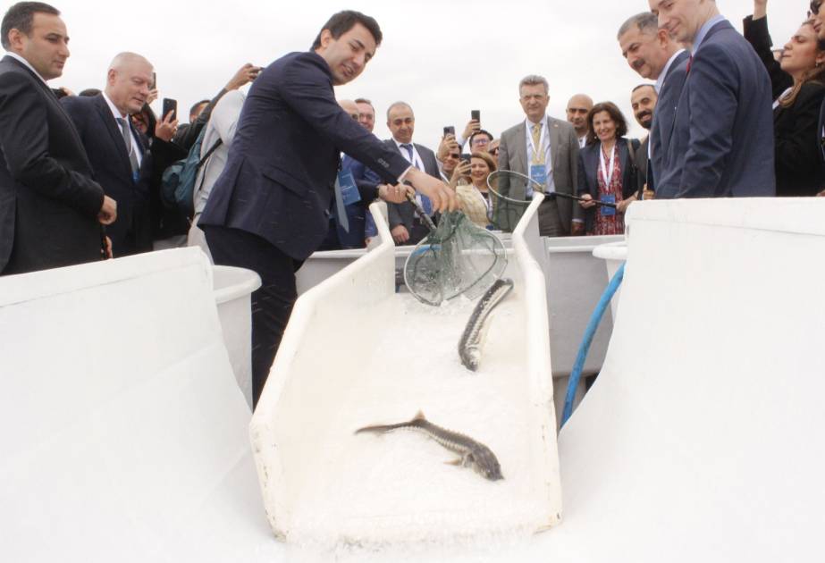 В Каспийское море выпустили 50 тысяч осетровых ВИДЕО