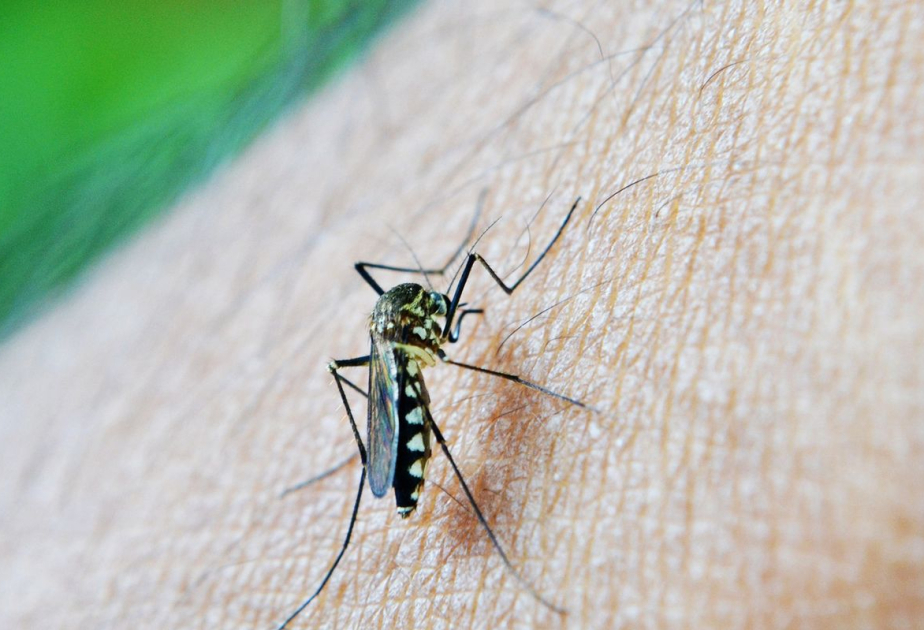 Brazil surpasses record 5 mln dengue cases