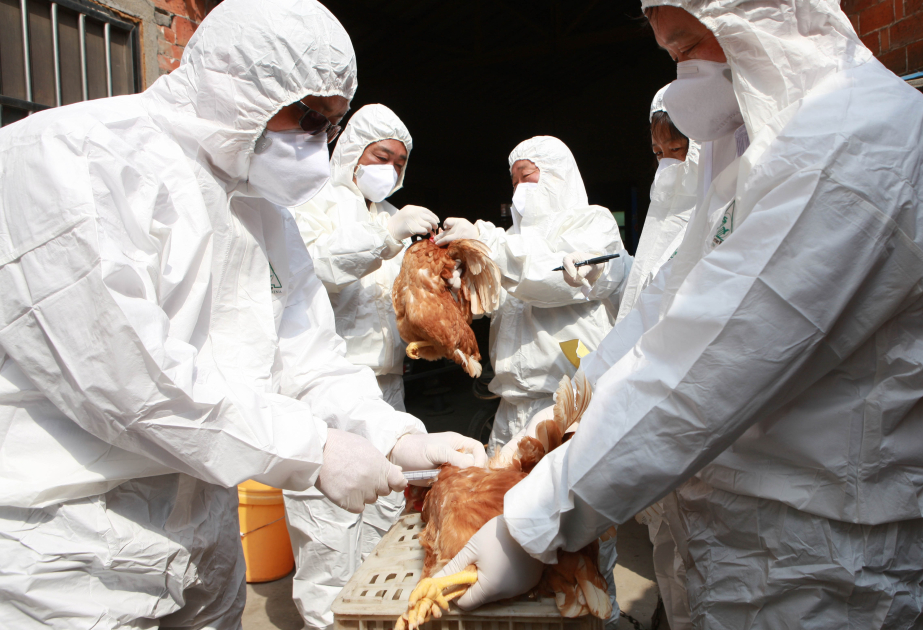 First human case of H5N1 detected in Australia